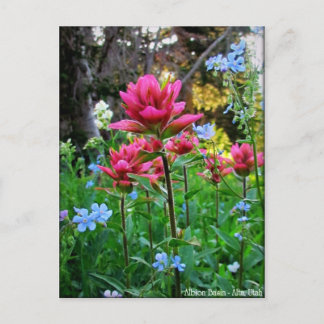 Wondrous Wildflowers (5) Postcard
