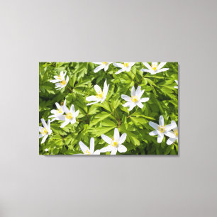 Wood Anemone Canvas Print