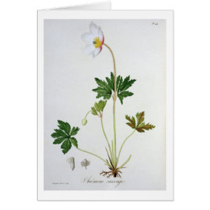 Wood Anemone from 'Phytographie Medicale' by Josep