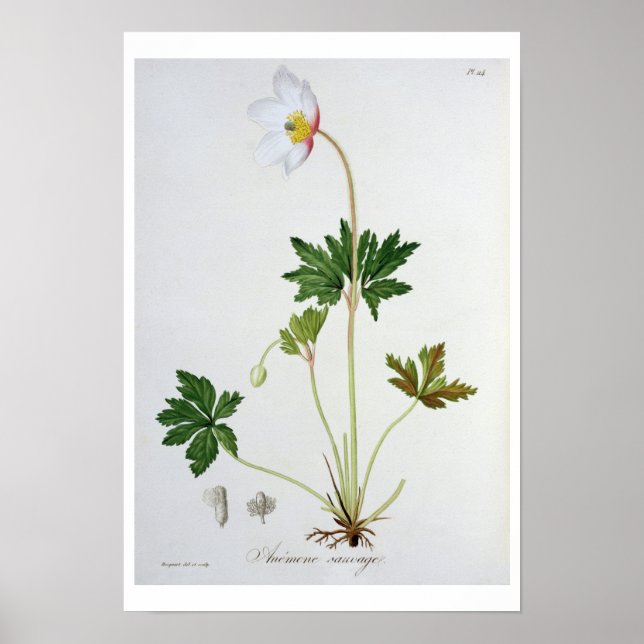 Wood Anemone from 'Phytographie Medicale' by Josep Poster (Front)