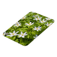 Wood Anemone