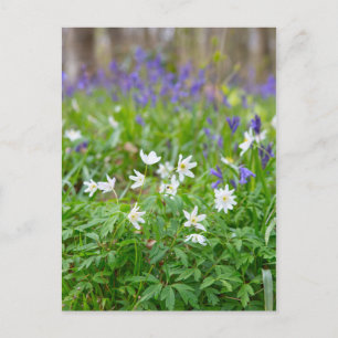 Wood anemone, postcard