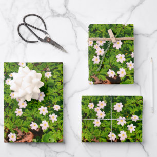 Wood anemone, pretty spring flower wrapping paper sheet