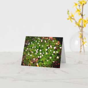 Wood anemone, pretty white spring flower card