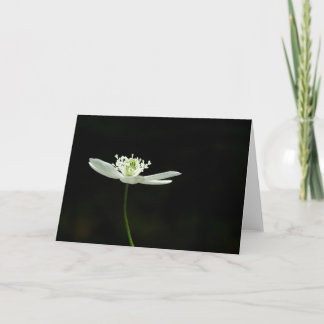 Wood Anenome Wildflower Greeting Card