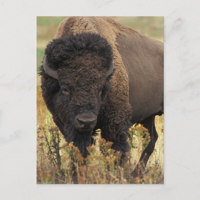 Wood Bison Postcard (Front)