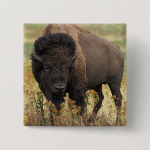 Wood Bison Square Pin