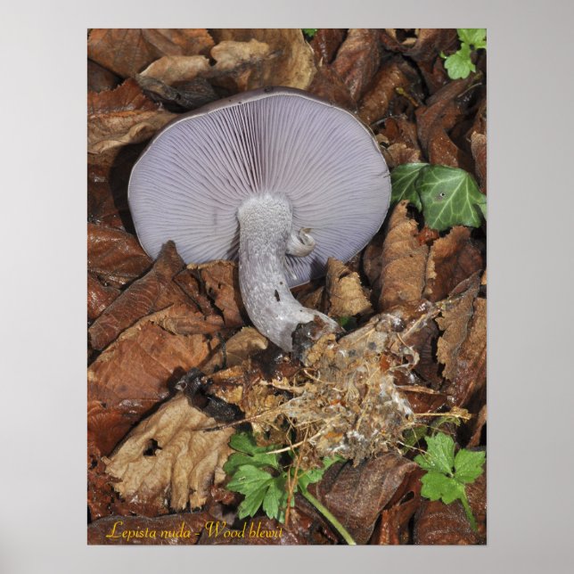 Wood blewit poster (Front)
