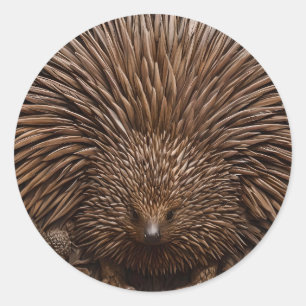 Wood Carved Australian Echidna,  Classic Round Sticker
