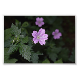 Wood Cranesbill Photo Print