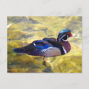 Wood Duck #1-2 Postcard