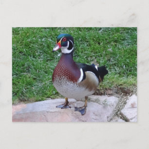 Wood Duck #4 Postcard