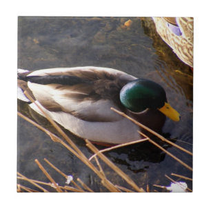Wood Duck Ceramic Tile