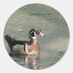 Wood Duck Classic Round Sticker
