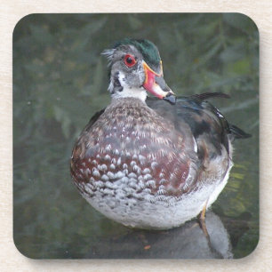 Wood Duck coaster