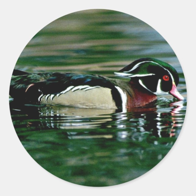 Wood Duck (Drake) Classic Round Sticker (Front)