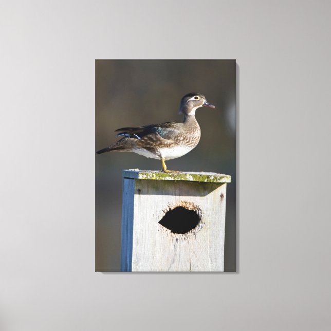 Wood Duck female on nest box in wetland Canvas Print (Front)