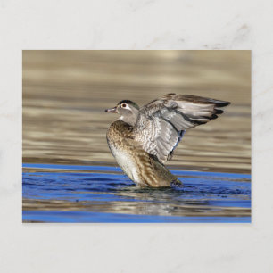 Wood Duck flapping her wings Postcard
