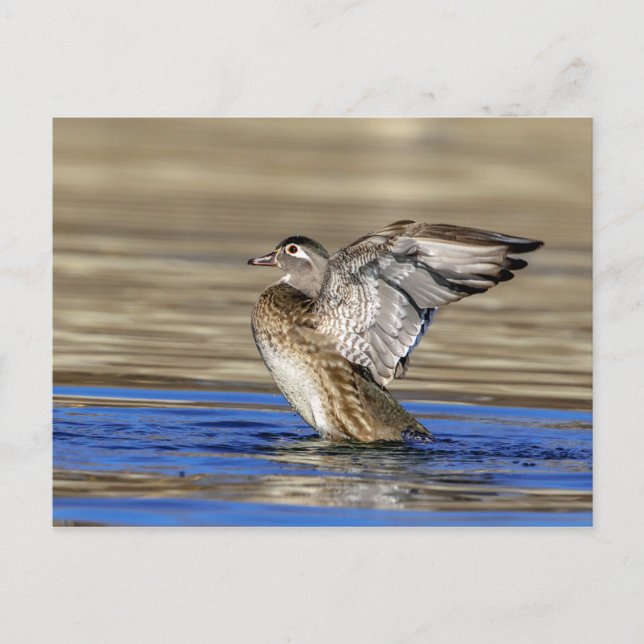 Wood Duck flapping her wings Postcard (Front)