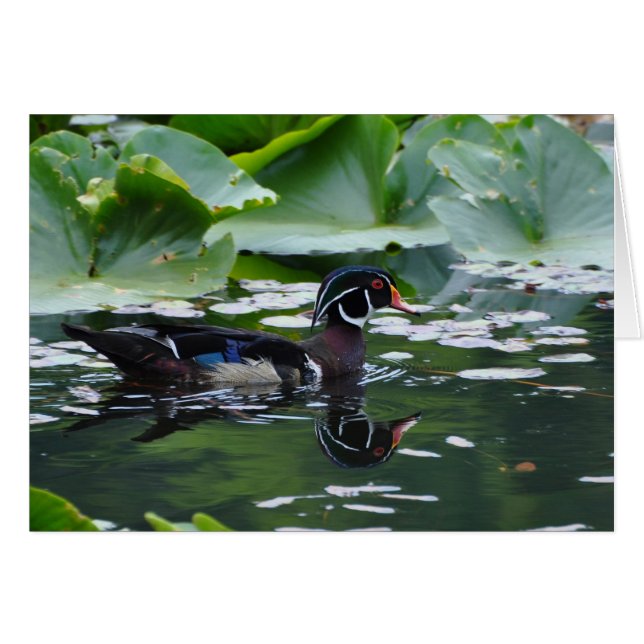 Wood Duck - Frameable Art Card (Front Horizontal)