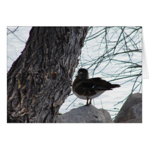 Wood Duck Hen