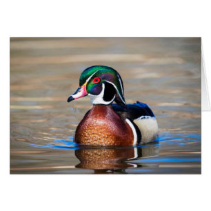 Wood Duck in a pond
