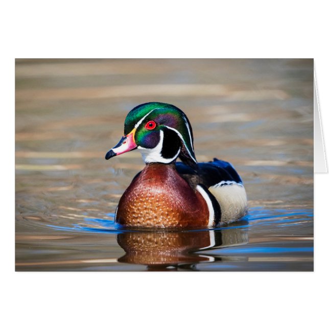 Wood Duck in a pond (Front Horizontal)