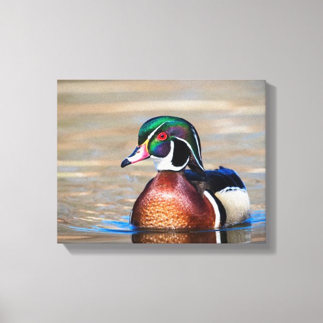 Wood Duck in a pond Canvas Print (Front)