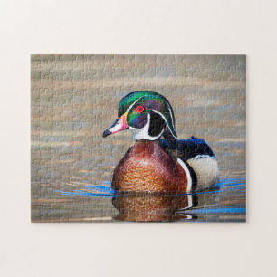 Wood Duck in a pond Jigsaw Puzzle