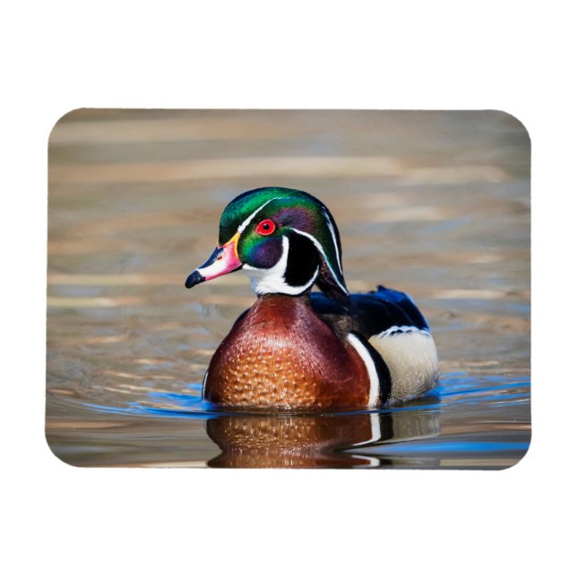 Wood Duck in a pond Magnet (Horizontal)