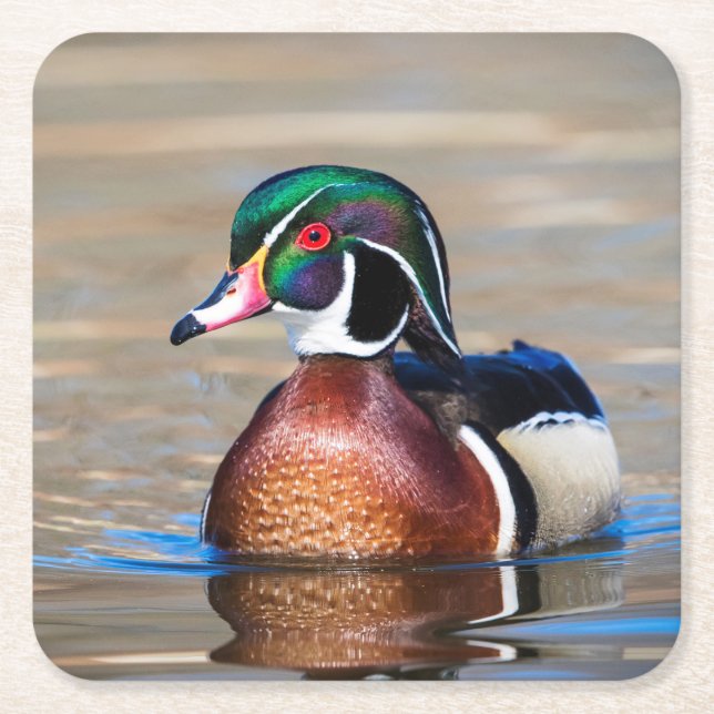 Wood Duck in a pond Square Paper Coaster (Front)