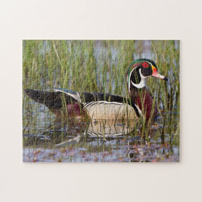 Wood Duck in wetland Jigsaw Puzzle (Horizontal)