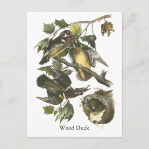 Wood Duck, John Audubon Postcard