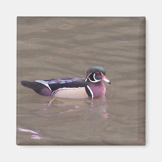 Wood Duck Magnet (Front)