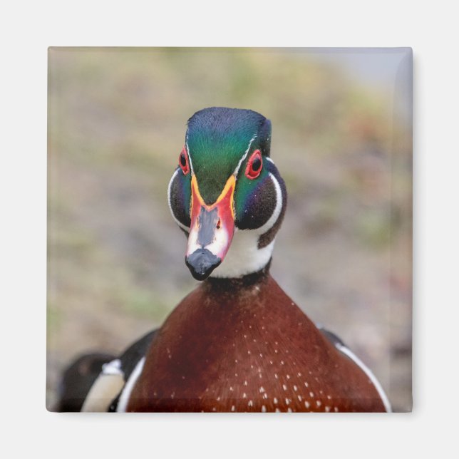 Wood Duck Magnet (Front)