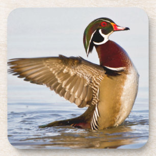Wood Duck male flapping wings in wetland Coaster