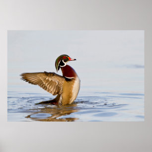 Wood Duck male flapping wings in wetland Poster