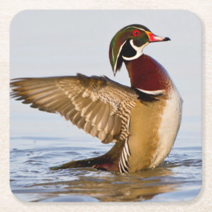Wood Duck male flapping wings in wetland Square Paper Coaster