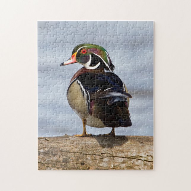 Wood Duck male on log in wetland Jigsaw Puzzle (Vertical)