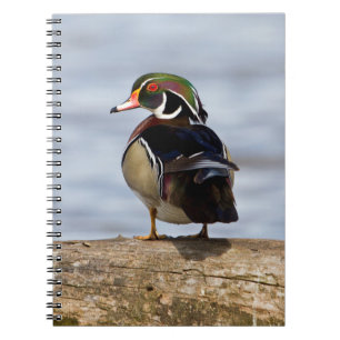 Wood Duck male on log in wetland Notebook