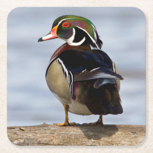 Wood Duck male on log in wetland Square Paper Coaster