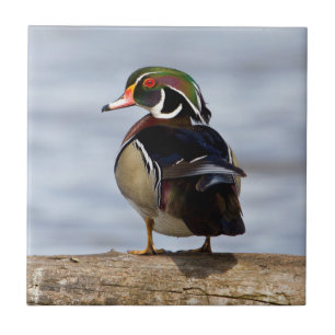 Wood Duck male on log in wetland Tile