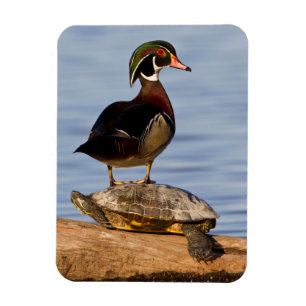 Wood Duck male standing on Red-eared Slider Magnet