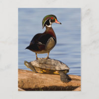 Wood Duck male standing on Red-eared Slider