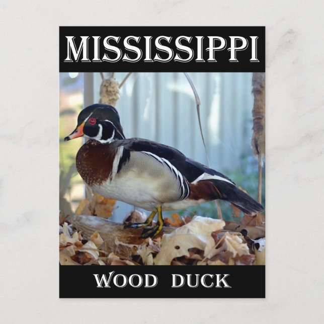 Wood Duck (Mississippi) Postcard (Front)