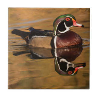 Wood duck on Golden lake Tile