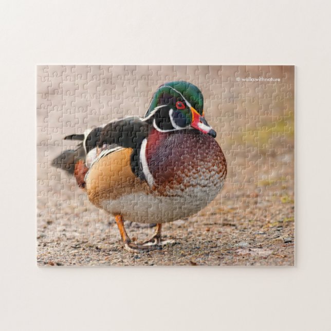 Wood Duck on Gravel Jigsaw Puzzle (Horizontal)