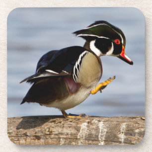 Wood Duck on log in wetland Coaster