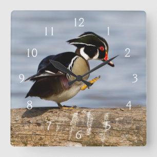 Wood Duck on log in wetland Square Wall Clock