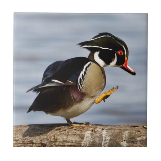 Wood Duck on log in wetland Tile (Front)